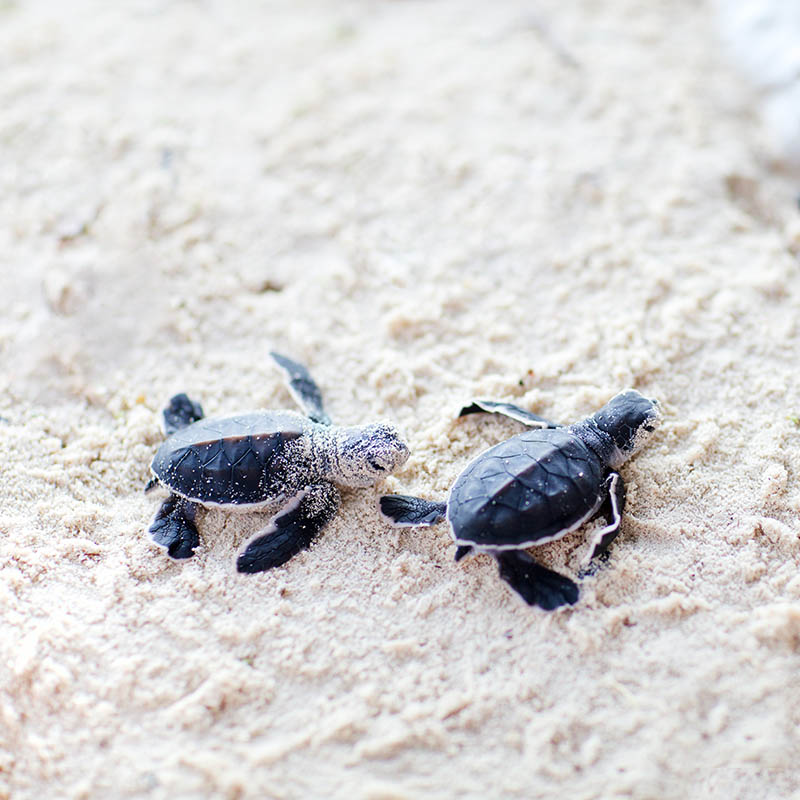 Baby Green sea turtles swimming to the ocean. Turks and Caicos Islands