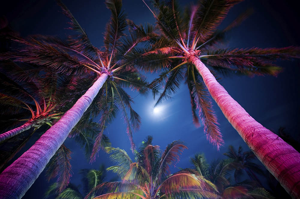 Palm trees on Miami Beach, Florida