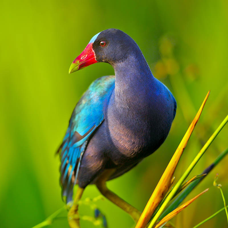 Purple Gallinule bird in Florida