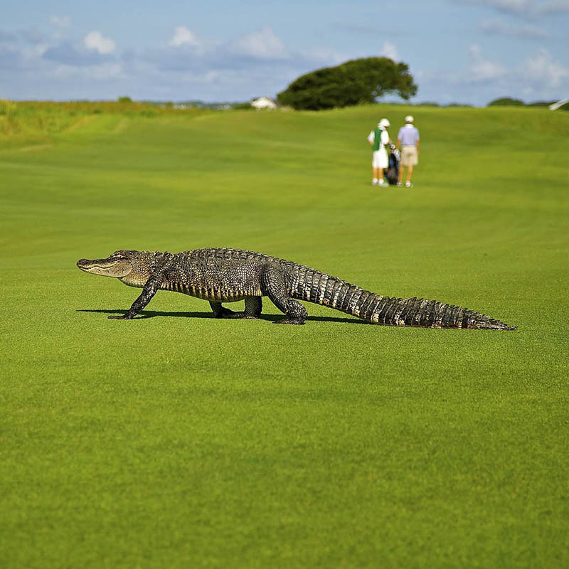 Alligator on a golf course in Florida