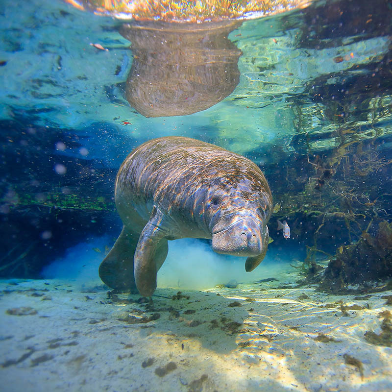 Manatee, Crystal River, Florida, USA