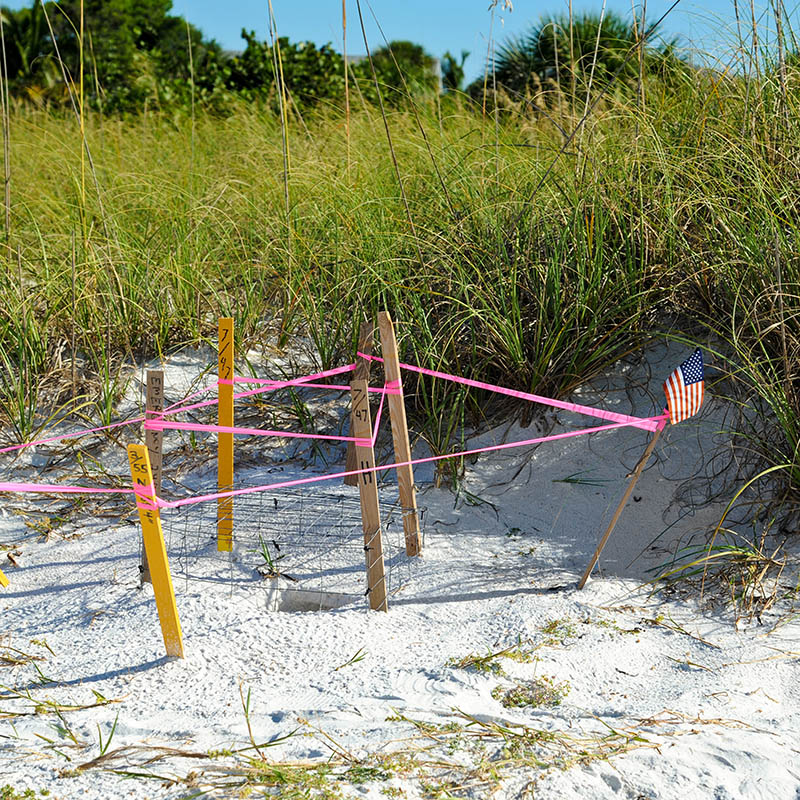 Protected turtle nest on the beach of Anna Maria, Florida