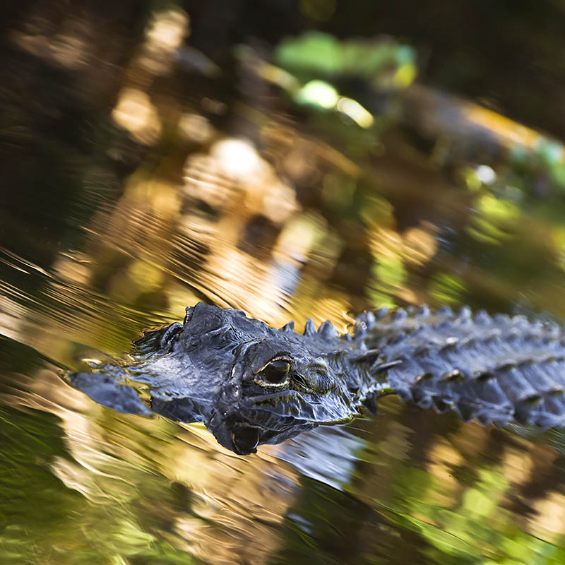 Alligator in the Everglades, Florida