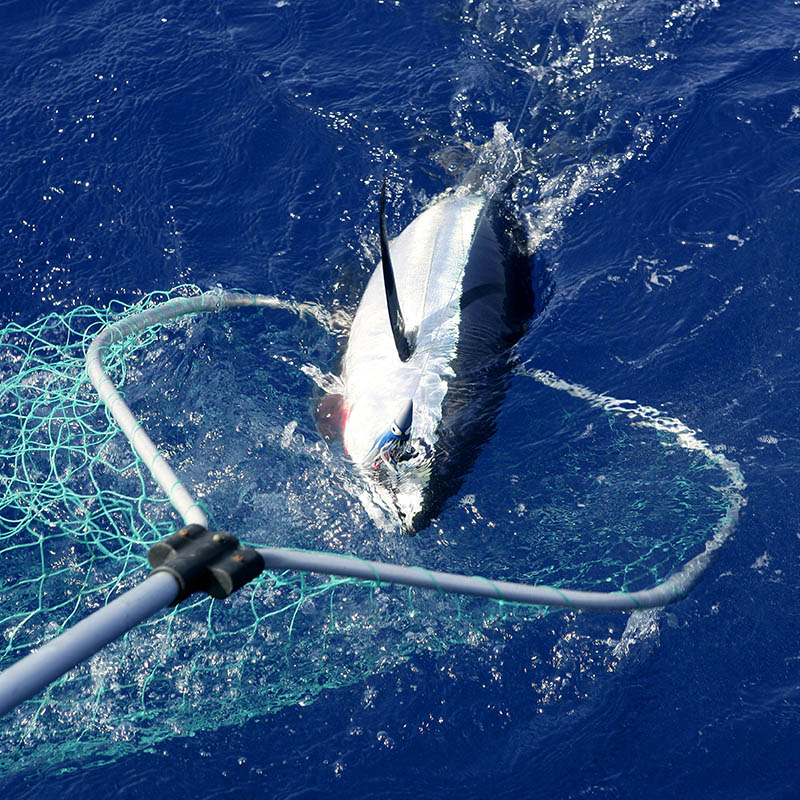 Fishing for Blue Fin Tuna