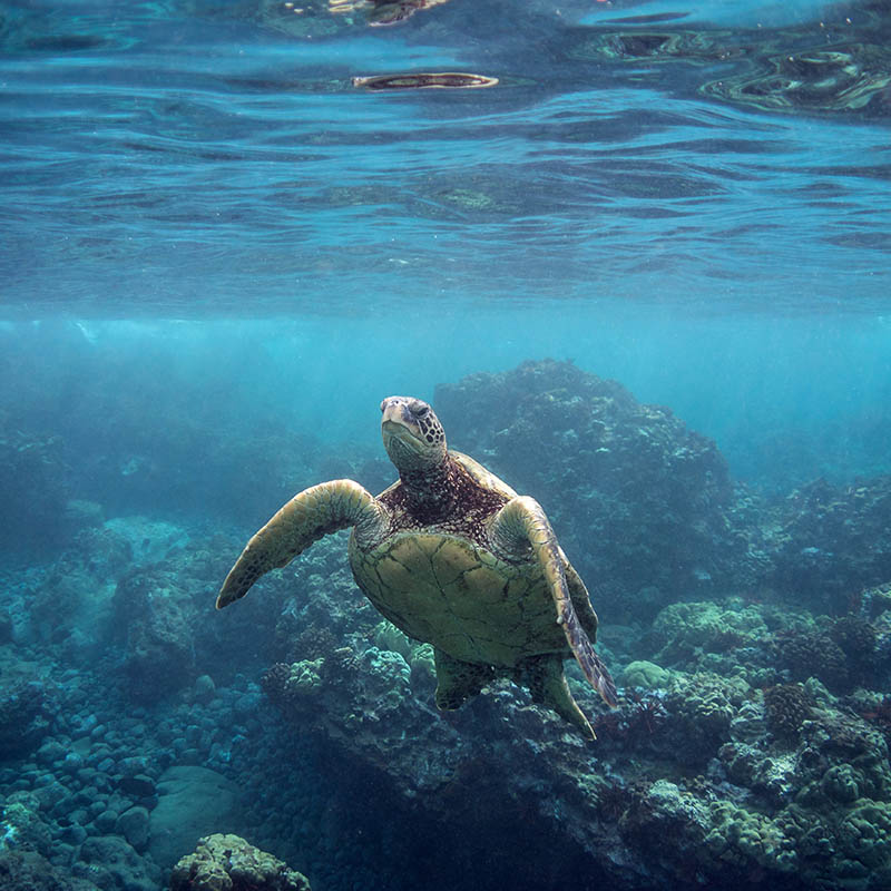 Turtle swimming underwater