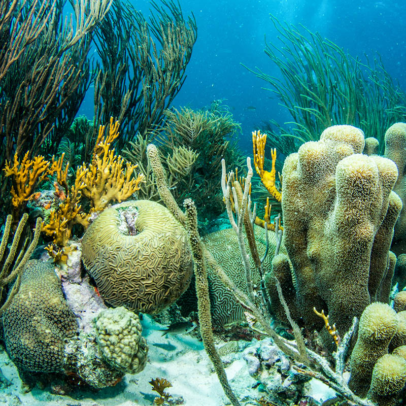 Underwater coral in Los Roques, Venezuela