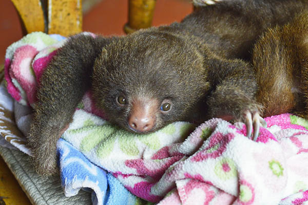 rescued Baby Sloth playing on a fleece blanket