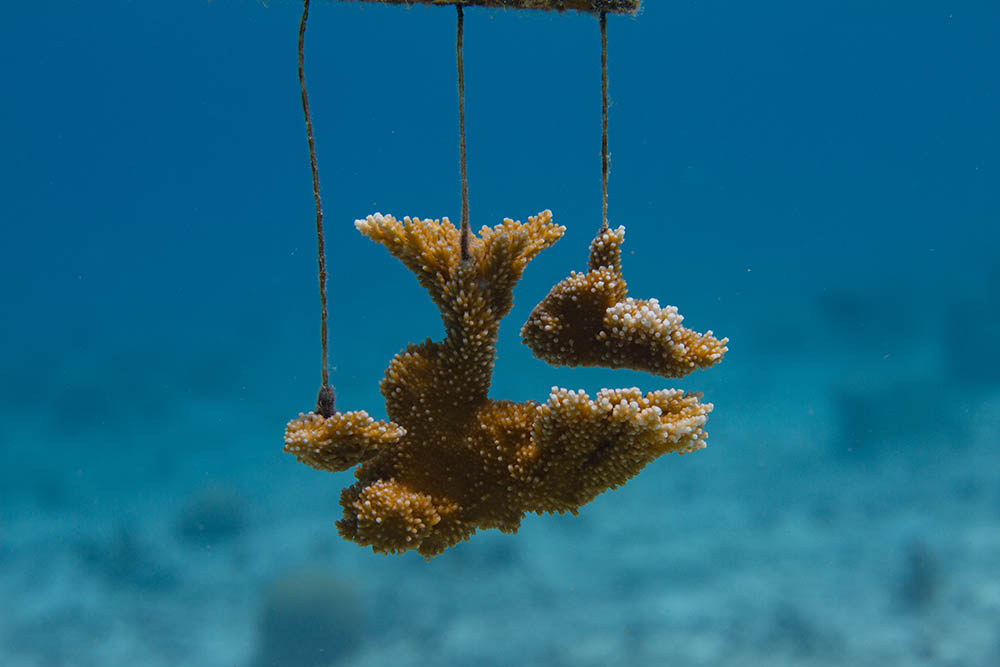 Critically endangered Elkhorn Coral being grown on trees in an effort to restore coral reefs off Bonaire, Dutch Caribbean