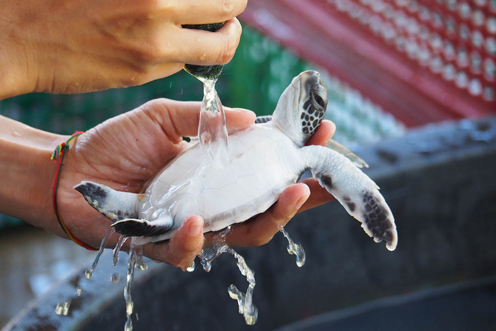 Sea turtle conservation center, Khao Lak, Thailand