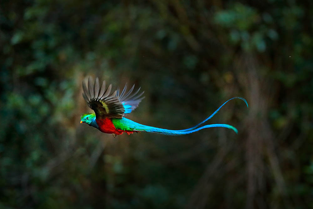 Flying Resplendent Quetzal