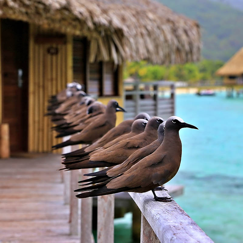 Birds sitting on a walkway to water bungalows in French Polynesia