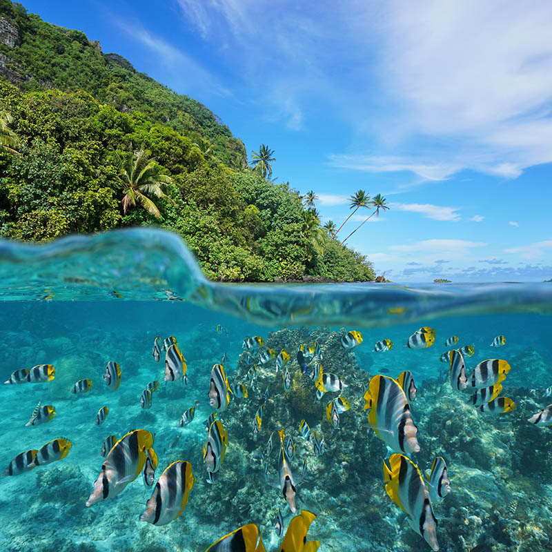 School of tropical fish, Huahine island, French Polynesia