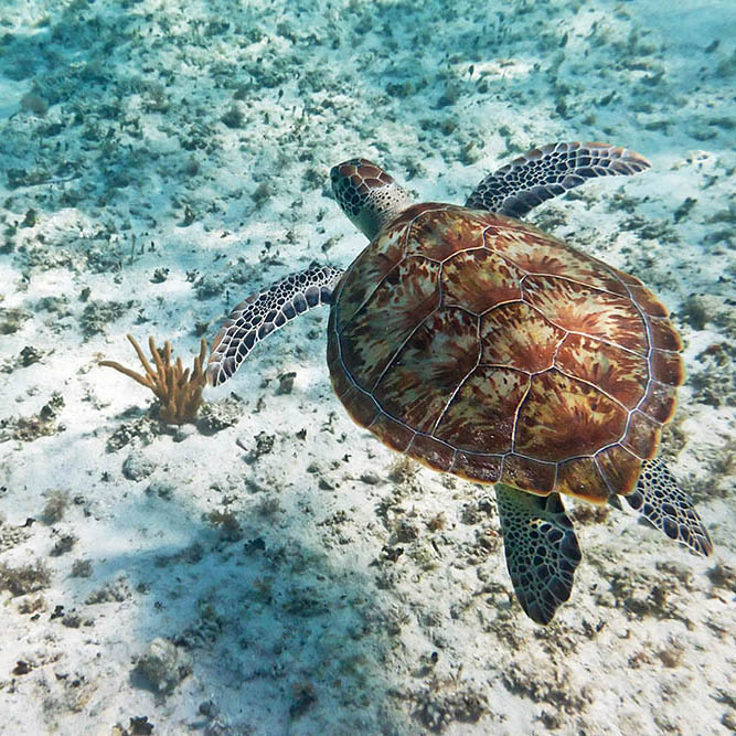 Green sea turtle swimming in the Bora Bora lagoon, French Polynesia