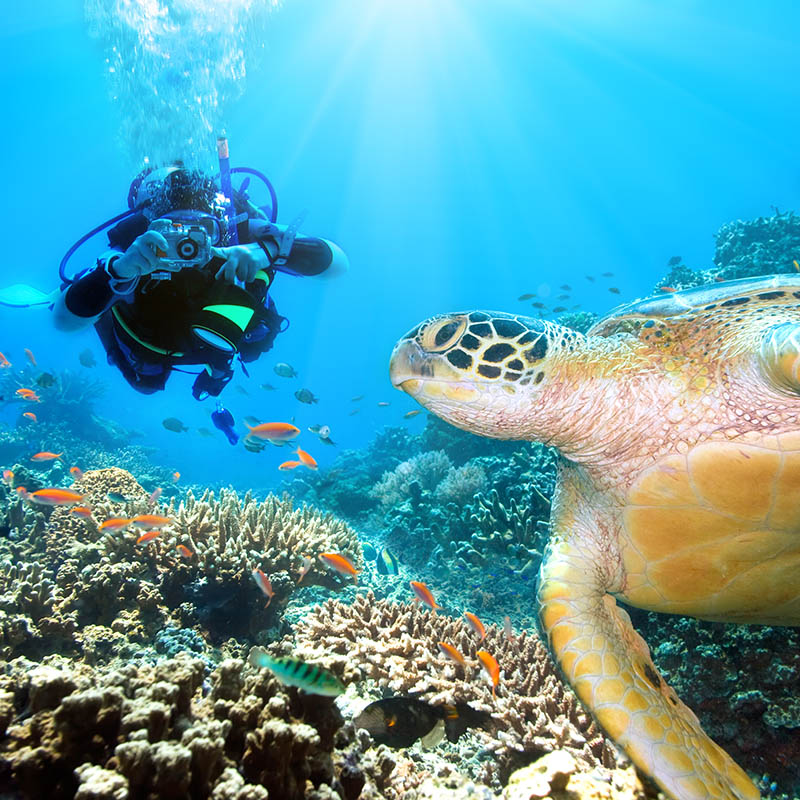 Diver with Green Sea Turtle