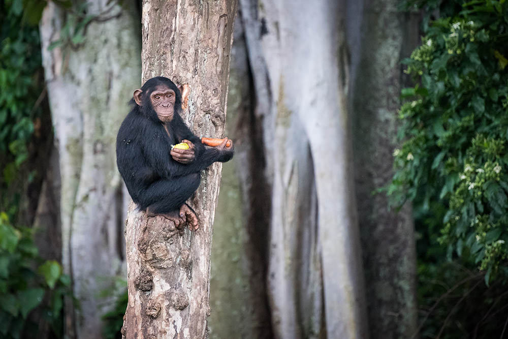 Young chimpanzee sits on a tree after picking up food in the Ngamba Island Chimpanzee Sanctuary in Uganda