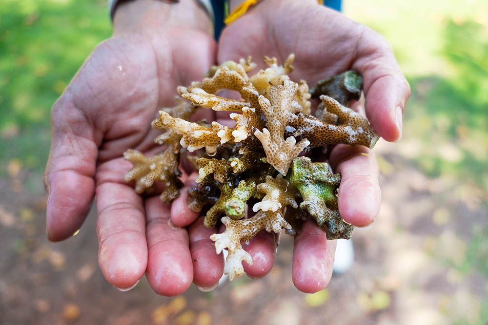 Hand hold coral reef, coral restoration program in Thailand