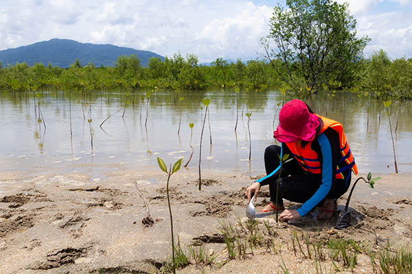 Asia woman planting young tree in deep mud in mangrove reforestation