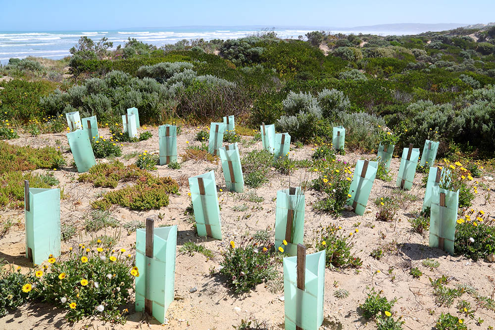 Sand Dune Revegetation, Australia