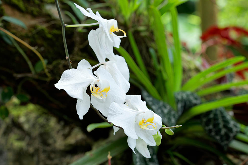 Orchid in Sepilok rain forest, Borneo