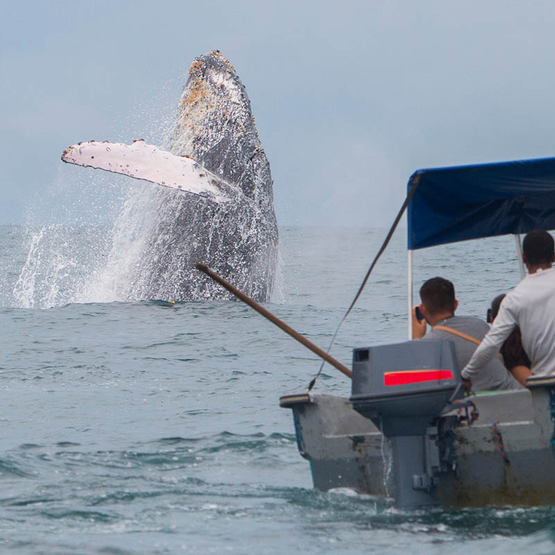 A humpback whale jumps out of the water off the coast of Nuquí in Colombia