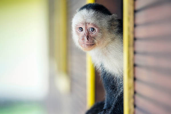 A capuchin monkey is sitting outside of a window in Gorgona Island, Colombia