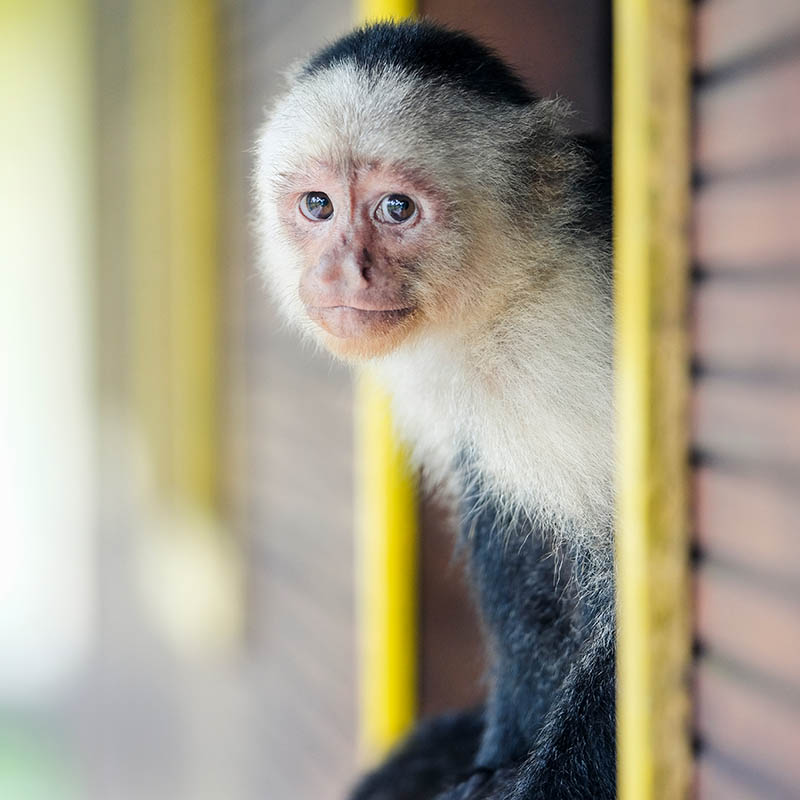 Capuchin monkey sitting outside of a window on Gorgona Island, Colombia