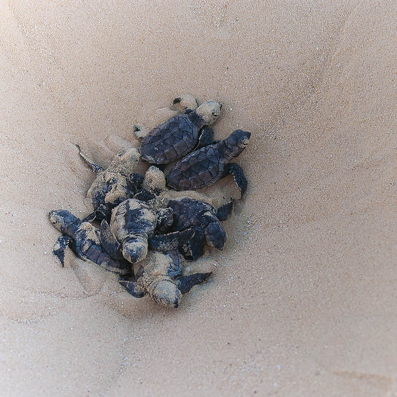 Hawksbill turtle hatchlings crawling out of the nest