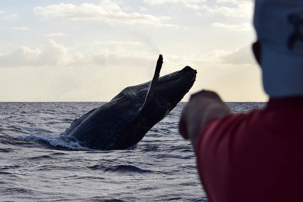 Close-up view of a humpback whale breaching