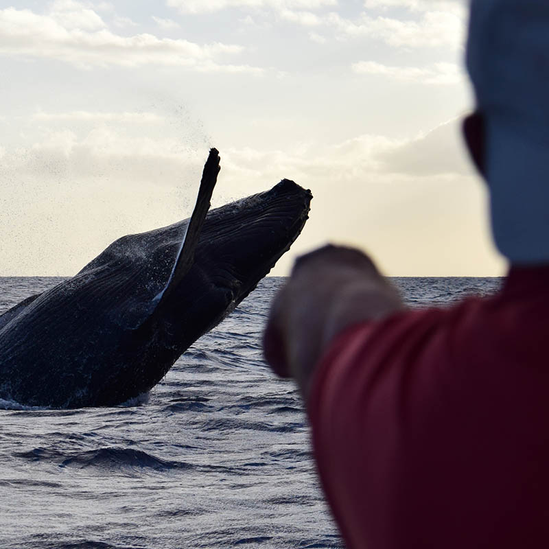 Close-up view of a humpback whale breaching