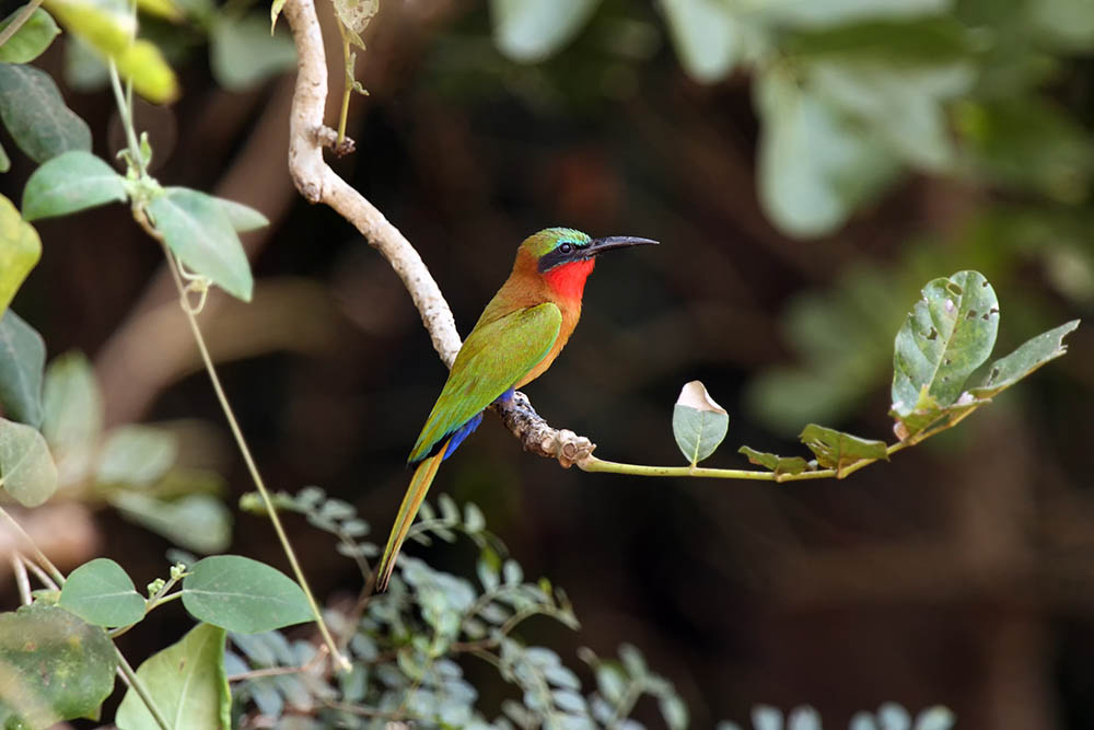 Red-throated bee-eater