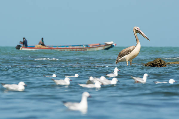 A Great White Pelican standing in the ocean as a boat passes by