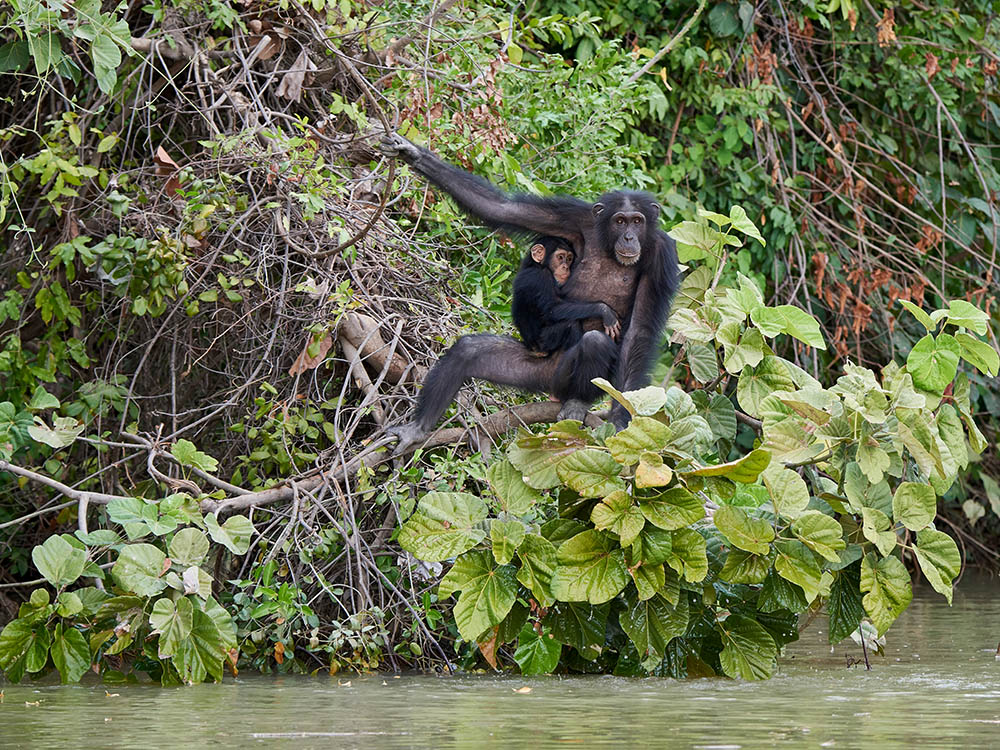 Chimpanzees at the Chimpanzee Rehabilitation Project, an island sanctuary located in the River Gambia National Park