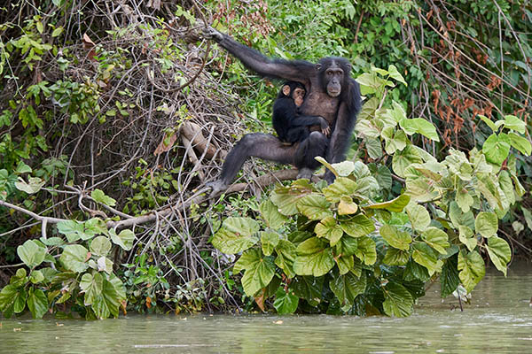 Chimpanzees at the Chimpanzee Rehabilitation Project, an island sanctuary located in the River Gambia National Park