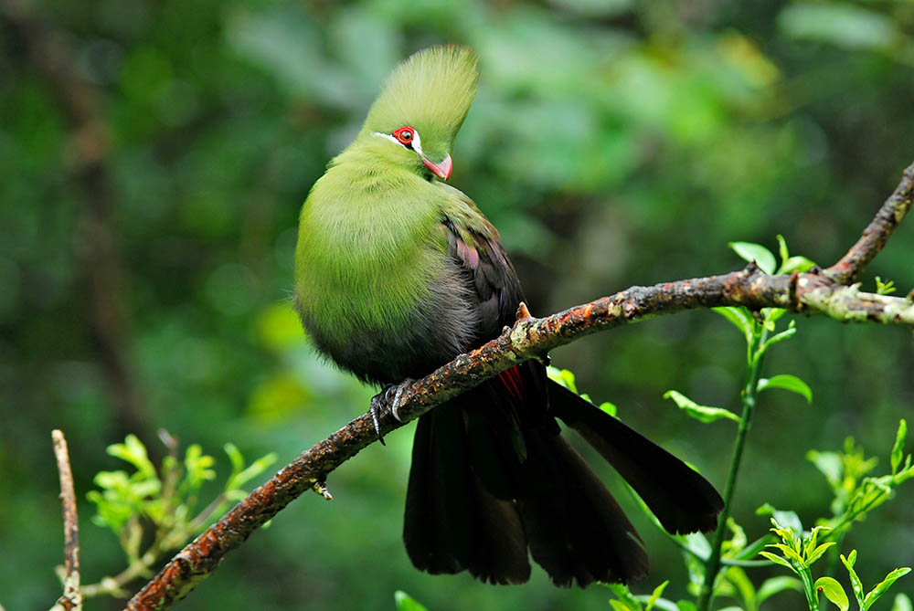 Green Turaco