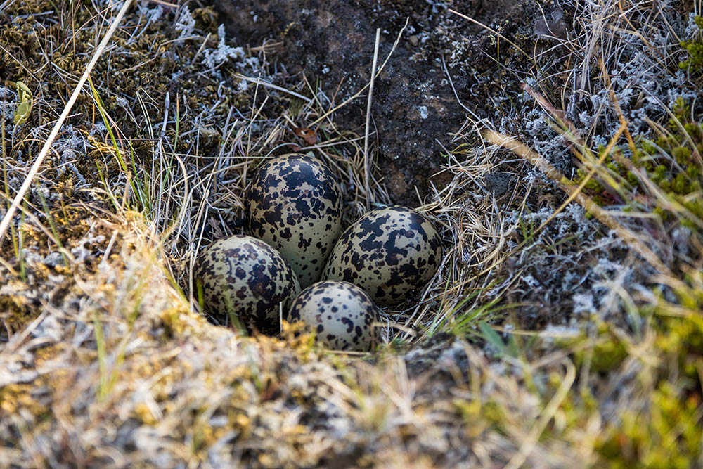 Golden Plover nest with eggs in spring time in Iceland