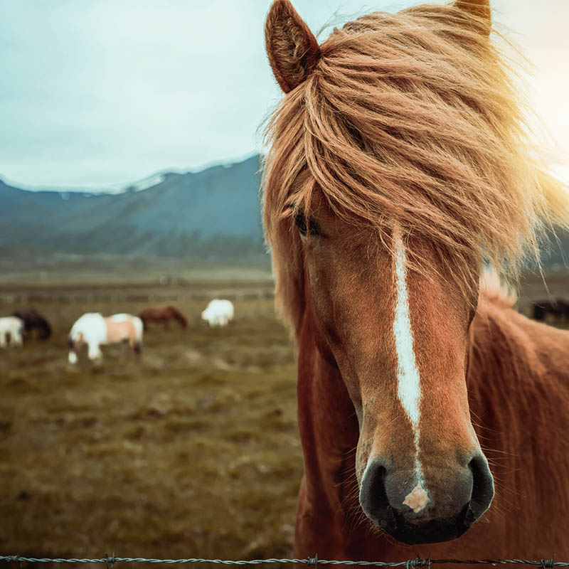 Icelandic horse in a field