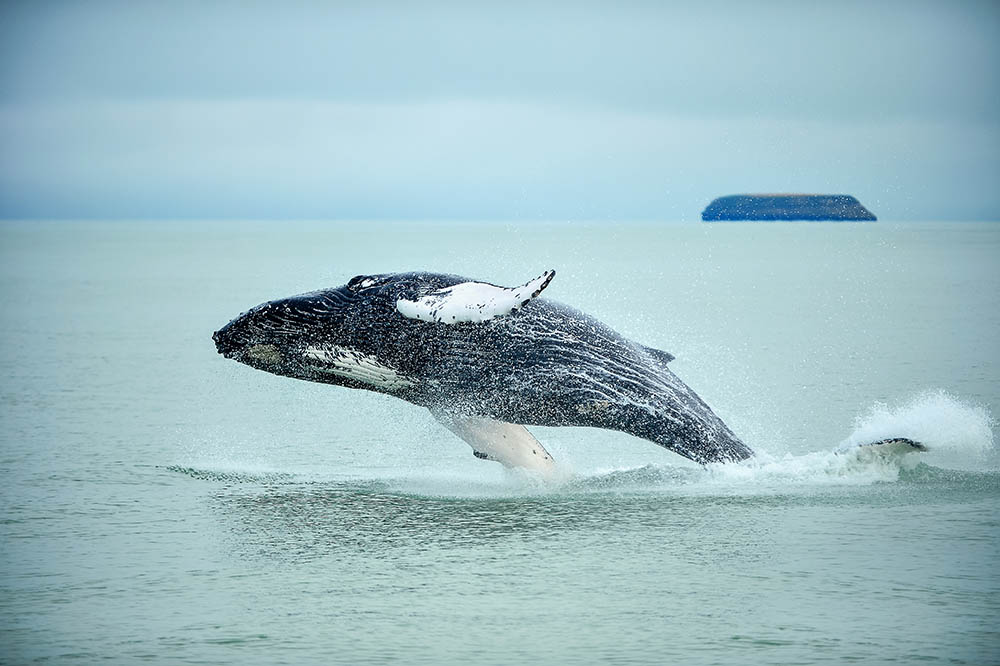 Humpback Whale breaching near Husavik City in Iceland