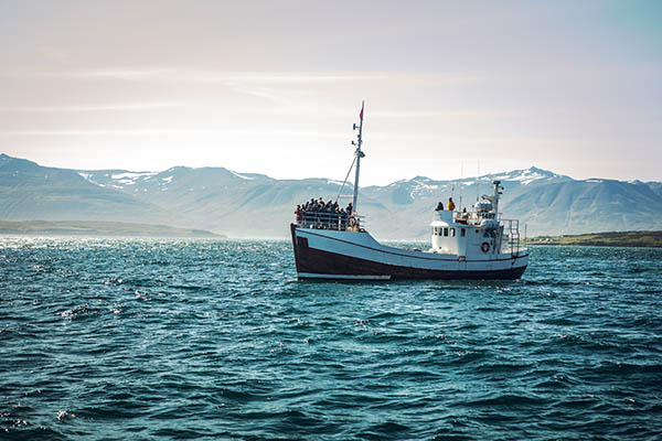 Whale watching trip on an Icelandic fishing boat