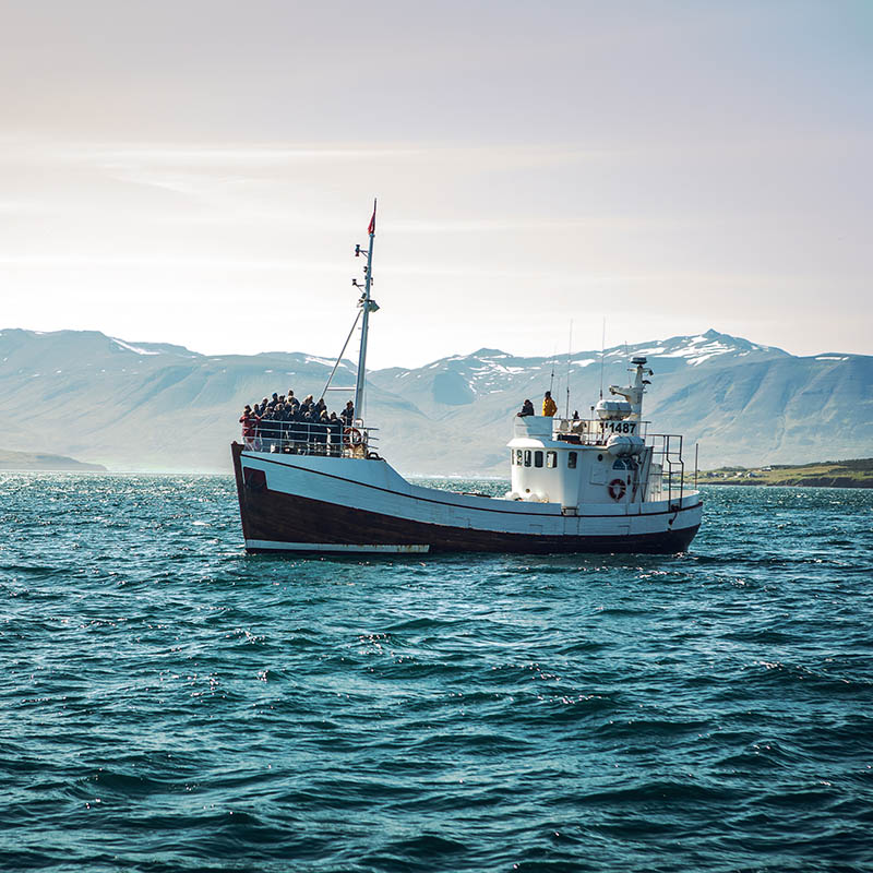 Whale watching trip on an Icelandic fishing boat