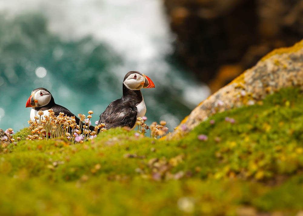 A pair of puffins sitting on a cliff together, Great Saltee Island, Ireland