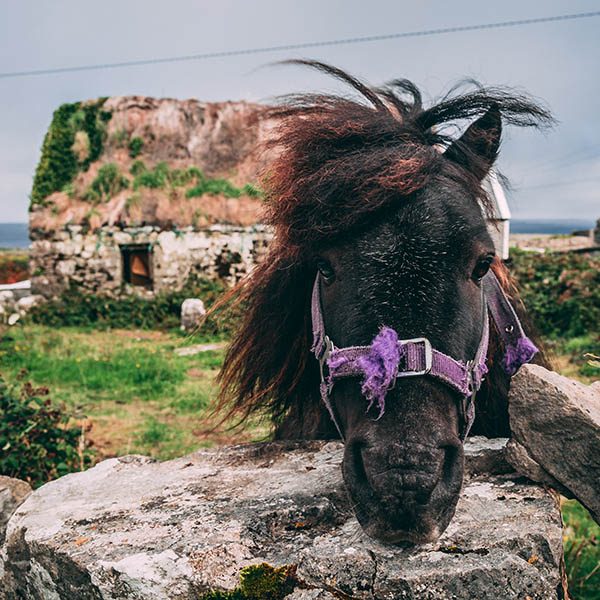 Pony in a meadow in Ireland