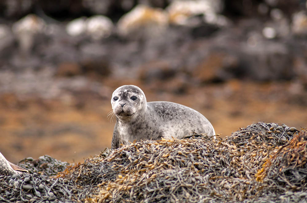 Resting seals on the coast in Ireland