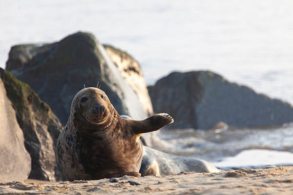 Atlantic Grey Seal on a sandy beach