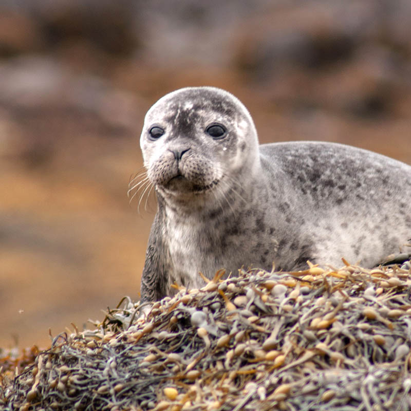 Atlantic Grey Seal on a sandy beach