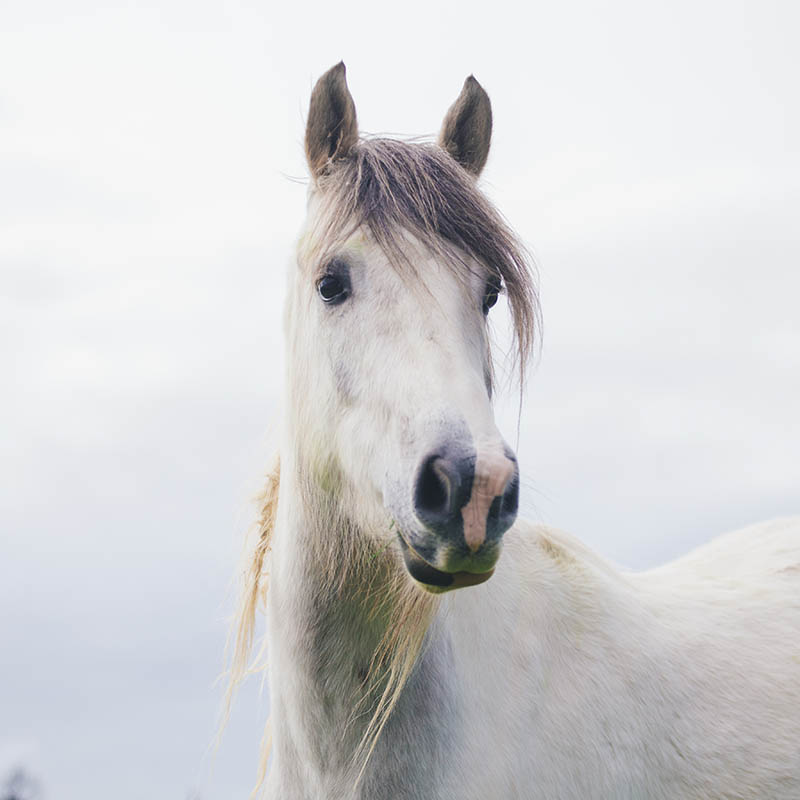 Close-up of a white horse at the beach