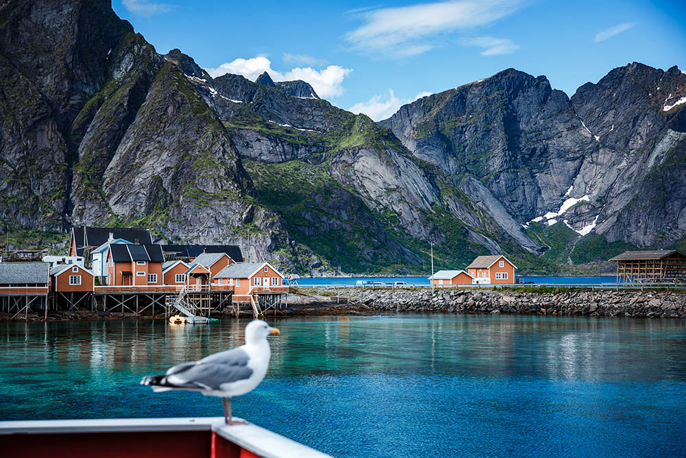 Close-up of a seagull set against Norway's Lofoten Islands