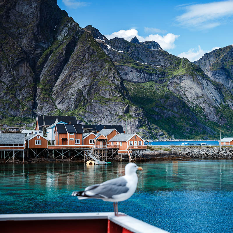 Close-up of a seagull set against Norway's Lofoten Islands