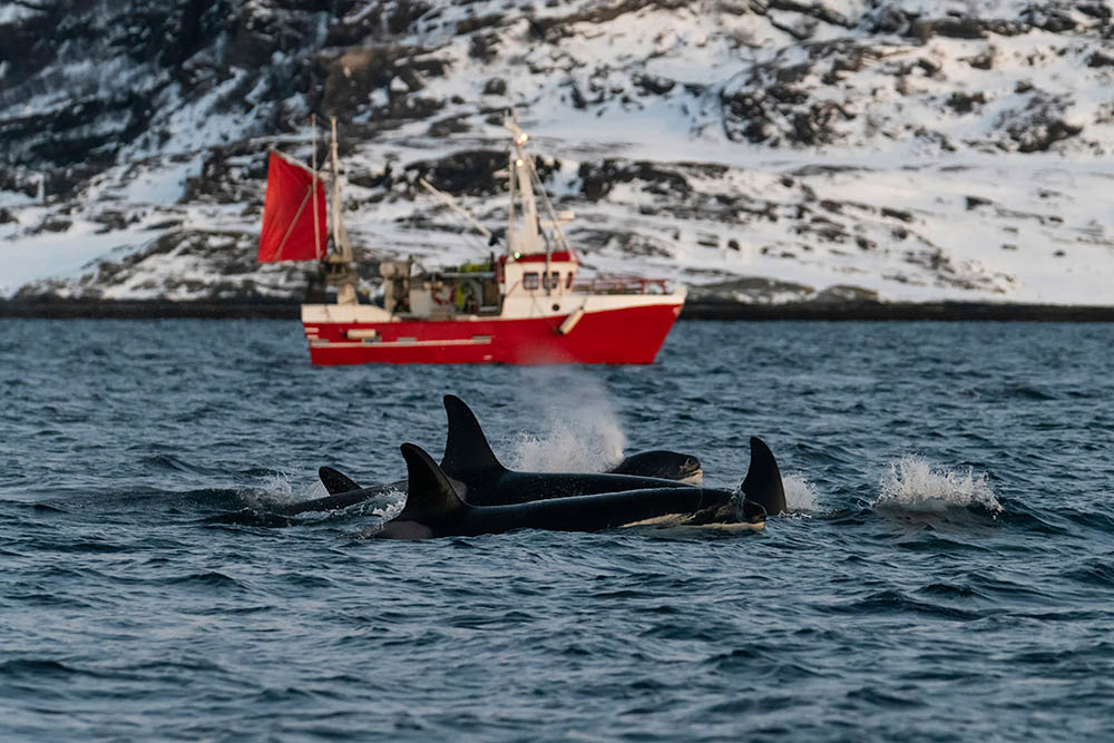 Pod of killer whales swimming with a fishing boat in the background, Kvaenangen fjord area, northern Norway