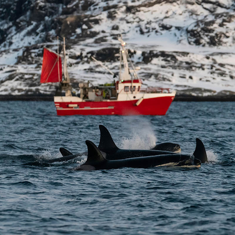 Pod of killer whales swimming with a fishing boat in the background, Kvaenangen fjord area, northern Norway