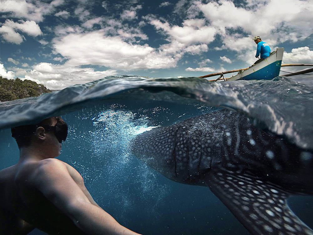 Underwater photographer swimming with whale sharks in the Philippines